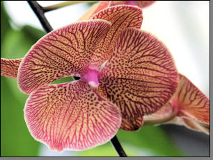 Orchidee